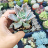 Graptopetalum paraguayense - Blue Haze