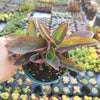 Tradescantia pallida 'Pale Puma' Wandering Dude
