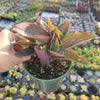 Tradescantia pallida 'Pale Puma' Wandering Dude