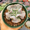 Echeveria 'Cubic Frost'