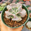 Echeveria 'Cubic Frost'