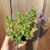 Plectranthus neochilus - Lobster Flower