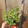 Plectranthus neochilus - Lobster Flower