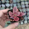 SunSparkler® Sedum 'Wildfire'