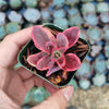 SunSparkler® Sedum 'Wildfire'
