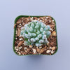 Graptopetalum pachyphyllum 'Bluebean'
