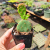 Opuntia santarita Santa Rita Purple Prickly Pear Cactus