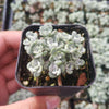 Sedum spathulifolium 'Cape Blanco' Stonecrop