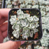 Sedum spathulifolium 'Cape Blanco' Stonecrop