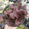 Sedum 'Dark Magic'