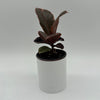 Ficus Elastica Ruby