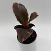 Ficus Elastica Ruby