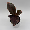 Ficus Elastica Ruby