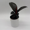Ficus Elastica Burgundy