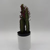 Euphorbia Trigona (Red)