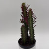 Euphorbia Trigona (Red)