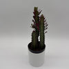 Euphorbia Trigona (Red)