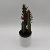 Euphorbia Trigona (Red)