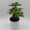Jasmine Bush (Mo Samba)