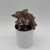 Hypoestes Phyllostachya (Polka Dot Plant)