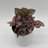Hypoestes Phyllostachya (Polka Dot Plant)