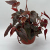 Begonia Pink Spot