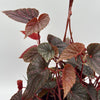 Begonia Pink Spot