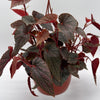 Begonia Pink Spot