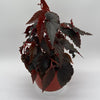 Begonia Black Magic
