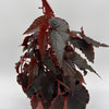 Begonia Black Magic