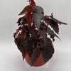 Begonia Black Magic
