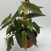 Begonia White Spot