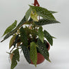 Begonia White Spot