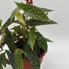 Begonia White Spot
