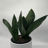 Sansevieria Masoniana (Whale Fin)