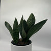 Sansevieria Masoniana (Whale Fin)