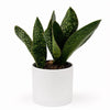 Sansevieria Masoniana (Whale Fin)