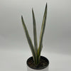 Sansevieria 'Bantel's Sensation'