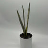 Sansevieria 'Bantel's Sensation'