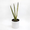 Sansevieria 'Bantel's Sensation'
