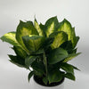 Dieffenbachia 'Camille'