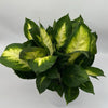 Dieffenbachia 'Camille'