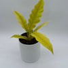 Philodendron Golden Cocodrile