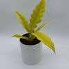 Philodendron Golden Cocodrile