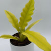 Philodendron Golden Cocodrile