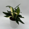 Variegated Monstera Cobra Albo
