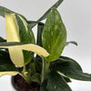 Variegated Monstera Cobra Albo