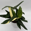 Variegated Monstera Cobra Albo