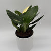 Variegated Monstera Cobra Albo