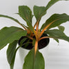 Chlorophytum 'Mandarin' (Fire Flash Spider Plant)